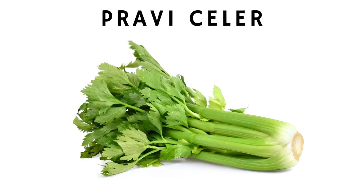 Pravi Celer